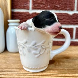 Goldendoodle and Poodle Puppies from SnickerDoodlePups
