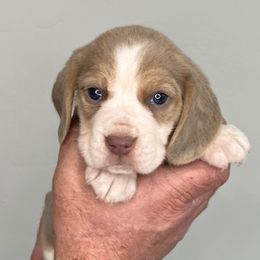 AKC Gray Collar Female - Beagle puppy from Idaho Beagles