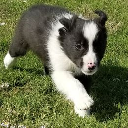 Border Collie Puppies from Bond Border Collies