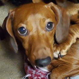 Pen pen - Dachshund
