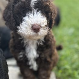 "Brown Phantom" Sheepadoodle Puppies from Dogwood Hills