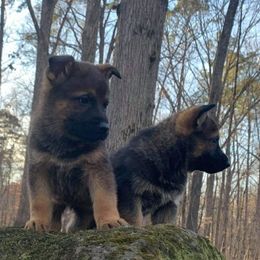 German Shepherd Puppies from Rammstein Kennels
