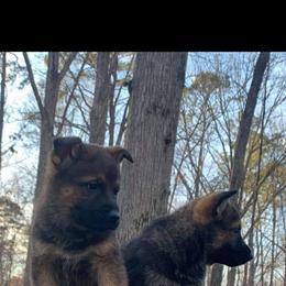 German Shepherd Puppies from Rammstein Kennels