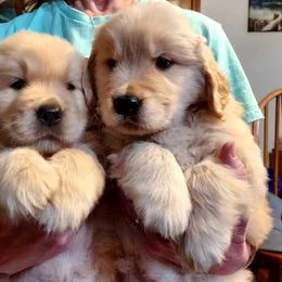 Golden Retriever Puppies from Falkinburg Goldens