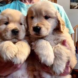 Golden Retriever Puppies from Falkinburg Goldens