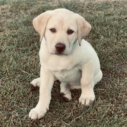 Labrador Retrievers from Swamp Dawg Labradors