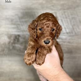 Jax - Red  male Poodle puppy in Abilene, Texas from Mesquite Kennels