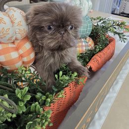 Male - Blue male Shih Tzu puppy in Victorville, California from 🩷CHAFFINO ADORABLE SHIH TZUS