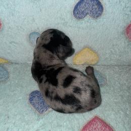 Dachshund Puppies from Dachshund Dad