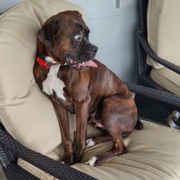 Laila - Boxer