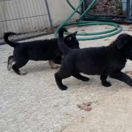 German Shepherd Puppies from von Haus Ulv