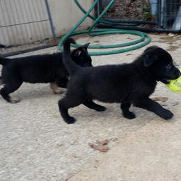 German Shepherd Puppies from von Haus Ulv