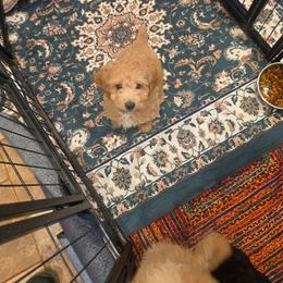 Little boy - Apricot male Poodle puppy in Louisville, Mississippi from Cindy's Poodles