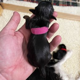 Daniel - Pink Boy - Black and tan male Cavalier King Charles Spaniel puppy in Little Rock, Arkansas from Montra Japanese Chin & Cavalier King Charles Spaniels