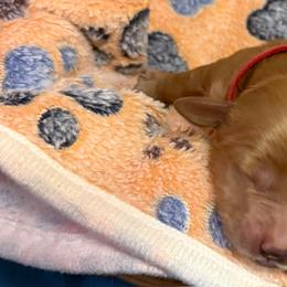 Red collar - Red  male Goldendoodle puppy in Indianapolis, Indiana from ZuGolden Retrievers & Doodles