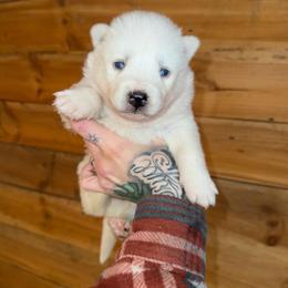 Boy 3 - White male Siberian Husky puppy in Iron River, Wisconsin from Wiemeri Siberians