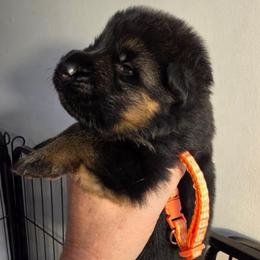 Summit (Orange Collar) - Black and tan male German Shepherd puppy in Roanoke, Alabama from Von Schönen Träumen German Shepherds