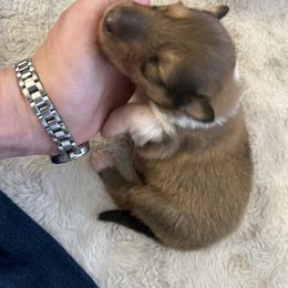 Sophie - White female Collie puppy in Abilene, Texas from Regal Lassie's