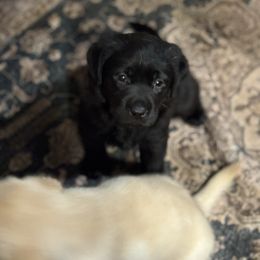 Molly - Black female Labrador Retriever puppy in Centreville, Maryland from Barbihaus Kennels