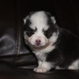 Zak - Blue male Pomsky puppy in Coos Bay, Oregon from Ocean View Pomskies