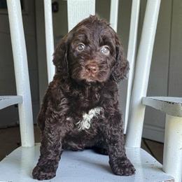 Bobby - Chocolate male Australian Labradoodle puppy in Glenford, Ohio from Mi-De Doodles