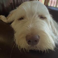 Bullmastiffs, French Bulldogs, and Spinoni Italiani from McDonald’s Bullmastiffs