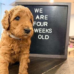 Finnick - Red  male Goldendoodle puppy in Macclenny, Florida from Baker County Goldendoodles