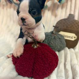 Winnie - Black and white female Boston Terrier puppy in Tampa, Florida from Bayshore Boston Terrier’s
