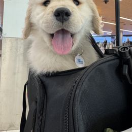 Golden Retriever Puppies from Amore Doro’ N Marshell Golden’s