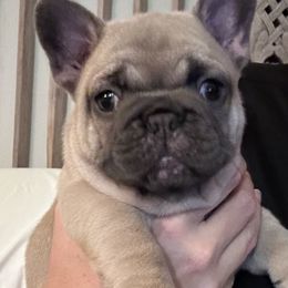 Pinkie - Blue fawn female French Bulldog puppy in Kula, Hawaii from Upcountry Frenchies