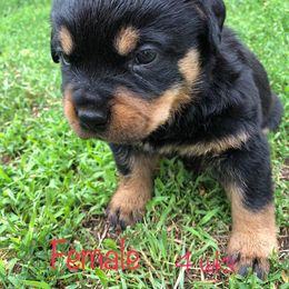 Rottweiler Puppies from Porath's Rottweilers