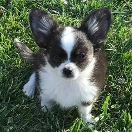 Chihuahua Puppies from Miller's Chihuahua