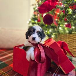 Cinnamon - Tri-color female Bernedoodle puppy in Russell Springs, Kentucky from 270 Doodles