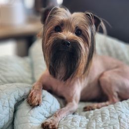 CoCoa - Yorkshire Terrier