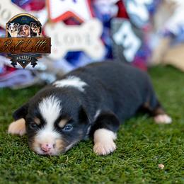 Anthem - Black tri male Miniature American Shepherd puppy in Granbury, Texas from Best Little Aussies