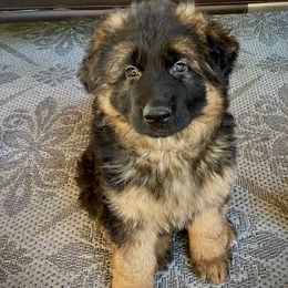 German Shepherd Puppies from Majestic Royal German Shepherd’s