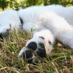 Berger Blanc Suisse Puppies from Moro Shepherds