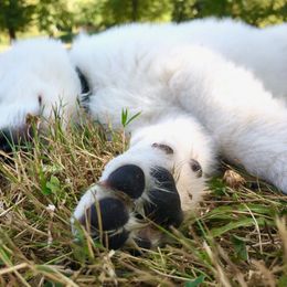 Berger Blanc Suisse Puppies from Moro Shepherds