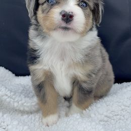 Miniature Australian Shepherd and Toy Australian Shepherd Puppies from Northern Roots Aussies