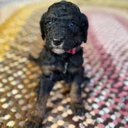 Hersey - Black female Poodle puppy in St. Johnsbury, Vermont from Poodles of the Northern Woods