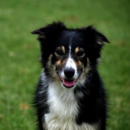 Border Collies and Labrador Retrievers from Steppinstone Dog Training and Labradors