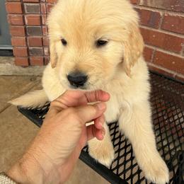 Walker - Light golden male Golden Retriever puppy in Chandler, Arizona from Az K9 Companions