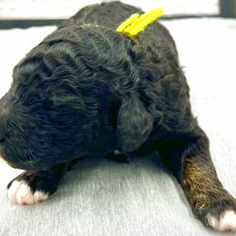 Girl 4 - Black Poodle puppy in Wildomar, California from Pounds Puppies Poodles