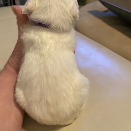 Portuguese Water Dog Puppies from Pawsitively Portuguese