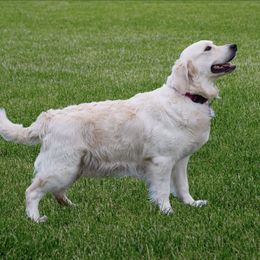 Bailey - Golden Retriever