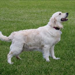 Bailey - Golden Retriever