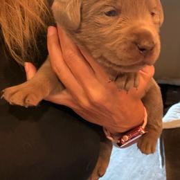 Pink- Silver Female - Silver female Dilute Retriever puppy in Marion, Illinois from Summer Lovin’ Labradors of Southern Illinois