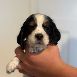 Girl 6 - Black white and tan female English Springer Spaniel puppy in Fort Meade, Florida from Lake in the Hills Springers