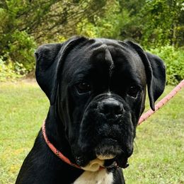 Hansel - Boxer