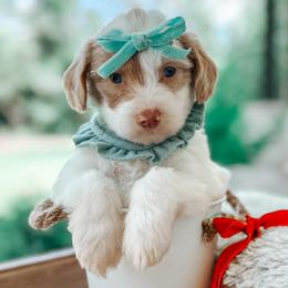 Millie - Cream female Goldendoodle puppy in Iola, Texas from Supreme Doodles of Texas